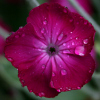 Lychnis coronaria - abriachan nurseries